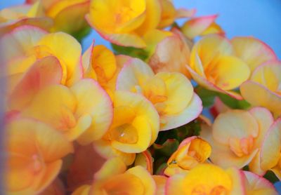 Close-up of yellow flower