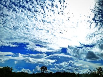 Low angle view of trees against blue sky