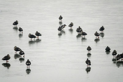 High angle view of flock of birds swimming on frozen lake