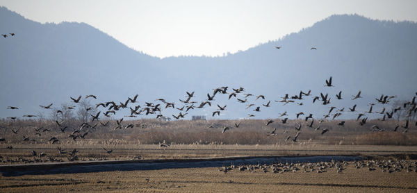 Flock of birds flying over land