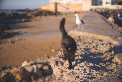 Bird perching on a land