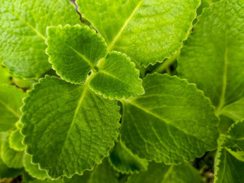 Full frame shot of fresh green leaves