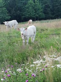 Cows standing in field