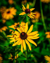 Close-up of yellow flower