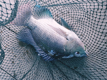 Tilapia fish