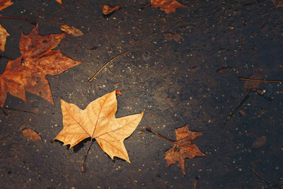 High angle view of maple leaves