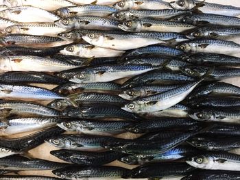 Close-up of fish in market