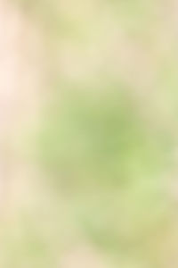 Defocused image of plant