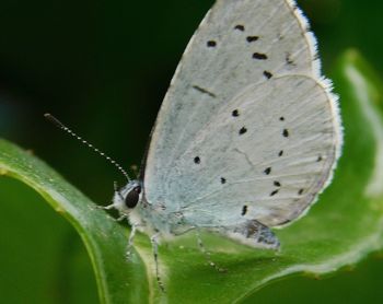 Close-up of butterfly on leaf