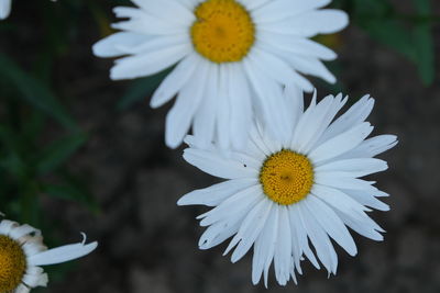 Close-up of white daisy flower