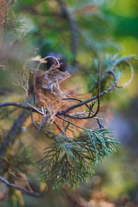 Close-up of plant against blurred background