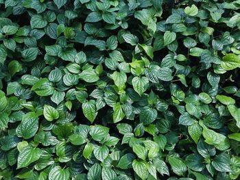 Full frame shot of green leaves