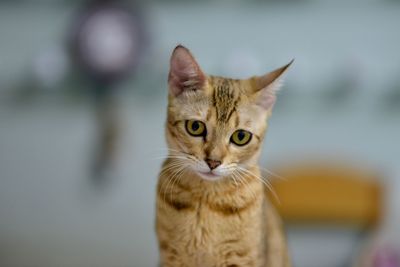 Close-up portrait of cat