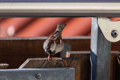 Close-up of bird perching on railing