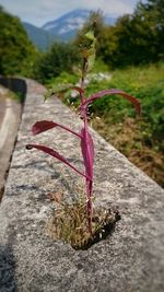 Close-up of fresh plant