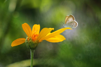 Close-up of butterfly pollinating on flower