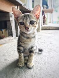 Portrait of cat sitting