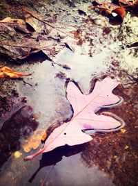 Fallen leaves in pond