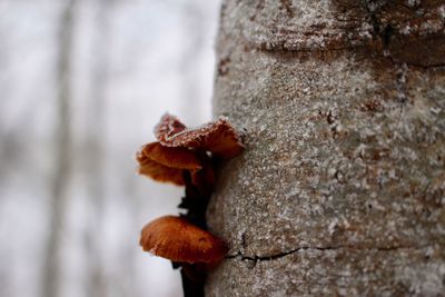 Close-up of fungus growing on tree trunk