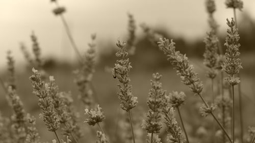 Close-up of wheat plants on field