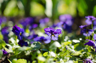 Close-up of purple flowers