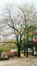 Trees growing in a park