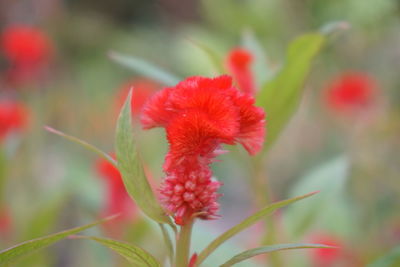 Close-up of red flowering plant