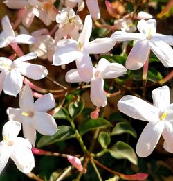 Close-up of white flowers blooming outdoors