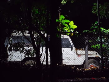 Trees and plants seen through chainlink fence