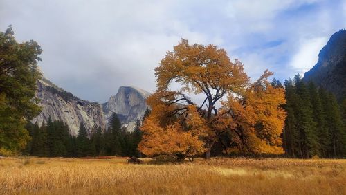 Autumn in yosemite valley