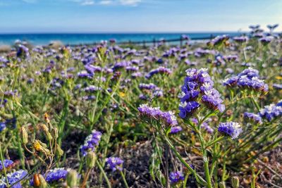 Close-up of -limonium sinuatum- purple flowering plants by sea against sky