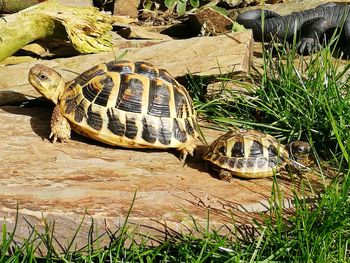 High angle view of tortoise on sand