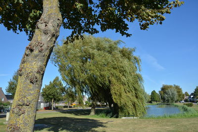 Trees on calm lake against blue sky