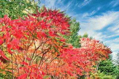 Low angle view of red flowering plant against sky