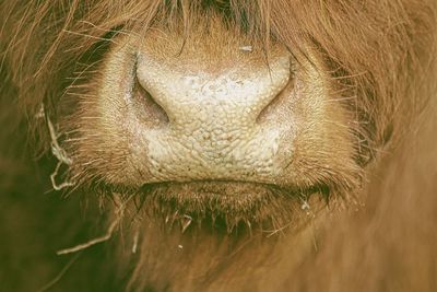 Cropped image of highland cattle