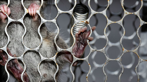 Rats in a cage made of metal