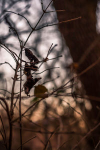 Close-up of lizard on tree