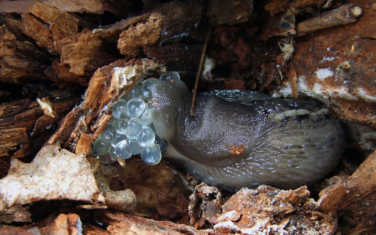 Limax cinereoniger