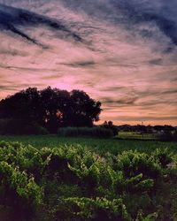 Scenic view of agricultural field against sky at sunset