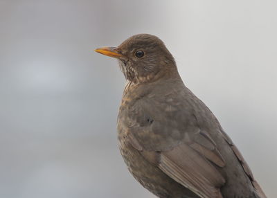 Close-up of a bird