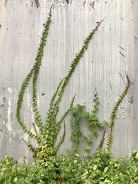 Full frame shot of ivy growing on wall