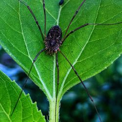 Close-up of spider on leaf