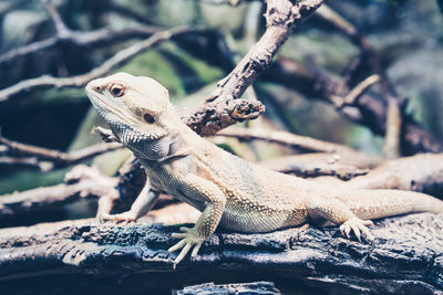 Close-up of a lizard on wood