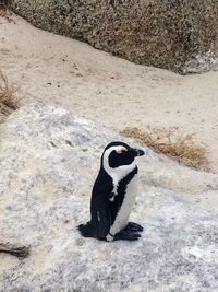 View of penguin on sand