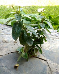 Close-up of fresh green plant