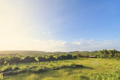 Scenic view of field against sky