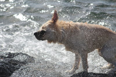 Dog shaking off water in sea