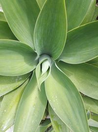 Full frame shot of fresh green leaves