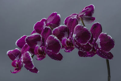 Close-up of pink flowering plant against white background