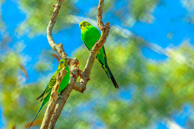 Low angle view of lizard on tree